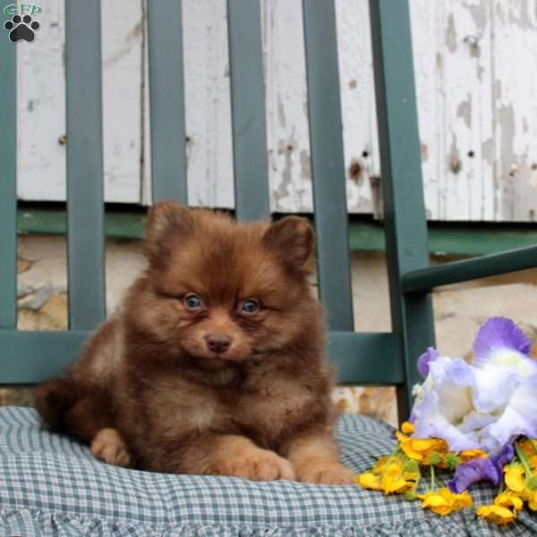 Barber, Pomeranian Puppy